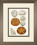 34x40 Coastal Curiosity II By Unknown - Beige