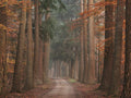 Autumn Pathway By Martin Podt Photography (Small) - Dark Brown