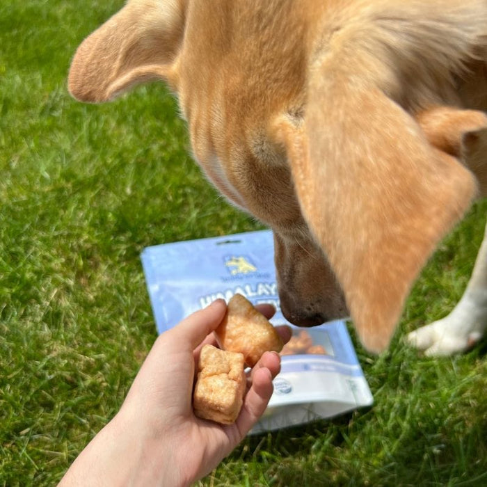 Himalayan Cheese Puff Bites - Treats