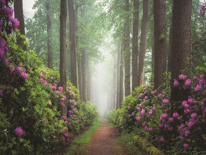 Pop Of Pink By Martin Podt Photography (Small) - Green
